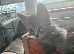 Bermuda 19 toe Polydactyl Maine Coonish - Polydactyl Kitten For Sale - WI&comma; US