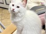 MOLLY READY August 19 bicolor seal - Ragdoll Cat For Sale - Mount Joy&comma; PA&comma; US