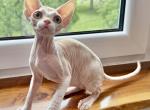 Esra - Devon Rex Cat For Sale - Philadelphia&comma; PA&comma; US
