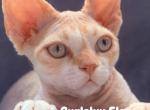 Elon - Devon Rex Cat For Sale - Philadelphia&comma; PA&comma; US