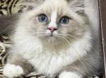 Siberian female - Siberian Cat For Sale - MI&comma; US