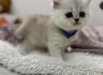 Scottish Fold mix with British Shorthair - Scottish Fold Kitten For Sale - NY&comma; US