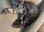 Light Smoke grey female - Maine Coon Kitten For Sale - Chapel Hill&comma; NC&comma; US