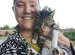 Princess - American Shorthair Cat For Adoption - Fort Lauderdale&comma; FL&comma; US