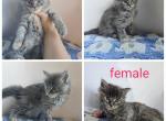 Firework babies - Maine Coon Kitten For Sale - Frenchtown&comma; MI&comma; US