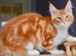 Nairo - Maine Coon Cat For Sale - Hollywood&comma; FL&comma; US