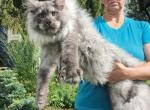 Nord - Maine Coon Cat For Sale - Los Angeles&comma; CA&comma; US