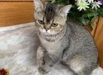 Male kittens - British Shorthair Kitten For Sale - Springfield&comma; MA&comma; US