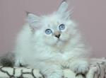Ural - Siberian Cat For Sale - Pembroke Pines&comma; FL&comma; US
