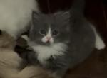 Grey Mitted Female with Blaze - Persian Kitten For Sale - McKinney&comma; TX&comma; US