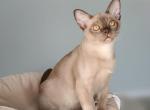 King - Burmese Cat For Sale - Miami&comma; FL&comma; US