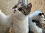 Cutie - Scottish Straight Kitten For Sale - Houston&comma; TX&comma; US
