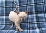 Mink - Sphynx Kitten For Sale - Okeechobee&comma; FL&comma; US