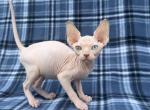 Odd eye - Sphynx Kitten For Sale - Okeechobee&comma; FL&comma; US