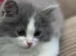Grey & White Bicolor Male Persian Ragdoll - Persian Kitten For Sale - McKinney&comma; TX&comma; US