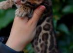 Madonna - Bengal Cat For Sale - Los Angeles&comma; CA&comma; US