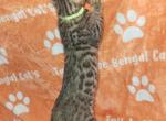 Yellow - Bengal Cat For Sale - Tallahassee&comma; FL&comma; US