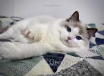 Catriona - Ragdoll Cat For Sale - Tuscaloosa&comma; AL&comma; US