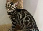 Reysi - Bengal Cat For Sale - Norwalk&comma; CT&comma; US