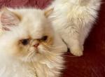 Marbellas kitten - Himalayan Cat For Sale - Warminster&comma; PA&comma; US