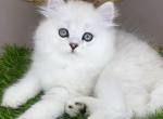 Vincent - British Shorthair Kitten For Sale - Pembroke Pines&comma; FL&comma; US