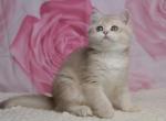 Naomi - British Shorthair Kitten For Sale - Pembroke Pines&comma; FL&comma; US