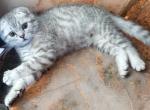 Scottish shorthair silver color - Scottish Fold Kitten For Sale - Brooklyn&comma; NY&comma; US