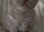 British longhair Fawn female - British Shorthair Kitten For Sale - Clearwater&comma; FL&comma; US