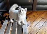 Whitney kittens - Ragdoll Cat For Sale - Duncansville&comma; PA&comma; US