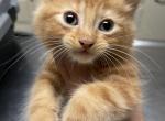 Orange Kitten for Sale half Maine Coon - Domestic Cat For Sale - Leominster&comma; MA&comma; US