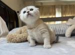 Blueyy - Scottish Fold Kitten For Sale - San Marcos&comma; CA&comma; US