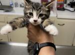 Kittens for Sale - Domestic Cat For Sale - Leominster&comma; MA&comma; US