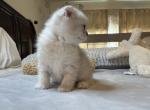 Bingo - Scottish Fold Kitten For Sale - San Marcos&comma; CA&comma; US