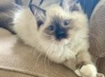 Charlie READY NOW - Ragdoll Cat For Sale - Mount Joy&comma; PA&comma; US