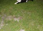Whiskers - Domestic Cat For Adoption - Fort Lauderdale&comma; FL&comma; US