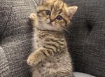Milo - Scottish Straight Kitten For Sale - Palatine&comma; IL&comma; US