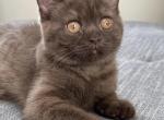 Arya - British Shorthair Cat For Sale - Sacramento&comma; CA&comma; US