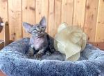 Xanti - Devon Rex Cat For Sale - CA&comma; US