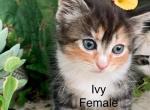 Ivy - Ragdoll Kitten For Sale - Brogueville&comma; PA&comma; US