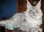 Kaily - Maine Coon Cat For Sale - Miami&comma; FL&comma; US