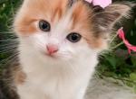 Posey - Ragdoll Kitten For Sale - Brogueville&comma; PA&comma; US