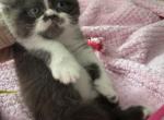 ReservedChico - Exotic Kitten For Sale - Palm Coast&comma; FL&comma; US
