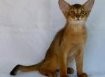 Amir - Abyssinian Cat For Sale - Norwalk&comma; CT&comma; US