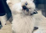 Dill - Ragdoll Kitten For Sale - Saint Clair&comma; MI&comma; US