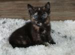 Patches - Domestic Cat For Sale - Dryville&comma; PA&comma; US