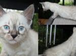 Ajax - Bengal Cat For Sale - Belleville&comma; NJ&comma; US