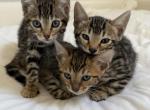 2 month old Bengal kittens - Bengal Kitten For Sale - San Jose&comma; CA&comma; US