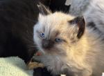 Buddy - Siamese Kitten For Sale - Plainfield&comma; IN&comma; US