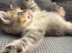 Polo - Scottish Straight Kitten For Sale - Palatine&comma; IL&comma; US