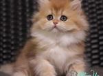 Shanell - British Shorthair Kitten For Sale - Hollywood&comma; FL&comma; US